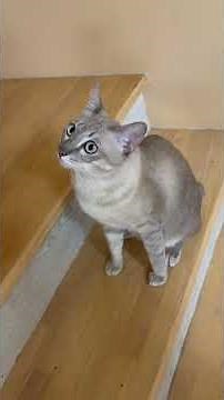 A tiny insect, squealing all over the house, begging for someone to catch it and bring it to me.