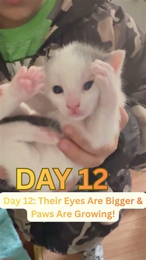 Day 12 Kitten Growth – Eyes Open, Paws Getting Bigger!🐾