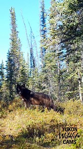 Some wondeful bird audio accompanies this black wolf from summer. | Yukon Wildlife Cams