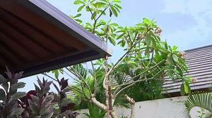 Rain Chains Direct Double Oval Loop, 8.5 Feet Length, 100% Copper, Functional and Decorative Replacement for Gutter Downspouts