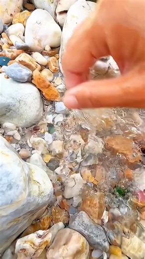 Qi Pearl。Clean lake water. Pearl oyster. shell pearls #fyp #oyster #pearl #foryou #hunting #sea #clamshu #seafood #pearlhunter #ting #picking #survival #tiktok #jewelry | Find Pearls