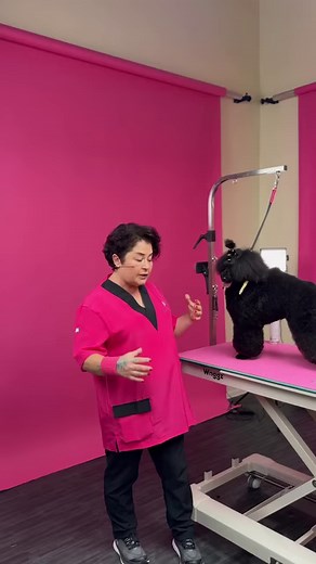 508K views · 6.5K reactions | Welsh Springer Spaniel ear trim quickie from the Might As Welsh course ✂️ with Sommer Ferguson | Groom Haüs | Facebook