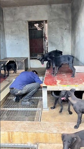 Daily Joy: Farmer's Heartwarming Interaction with Dogs on a Farm for Happy Growth!👀