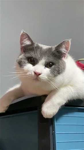 Hmmm🥹#cat #cats #catlife #catvideos #cutecat