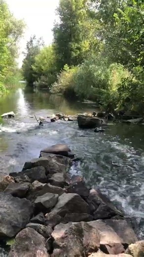 Relaxing Sounds of a Gentle Stream