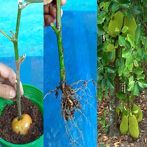 Jack fruit tree cuttings technique to 100% work | Rana Craft