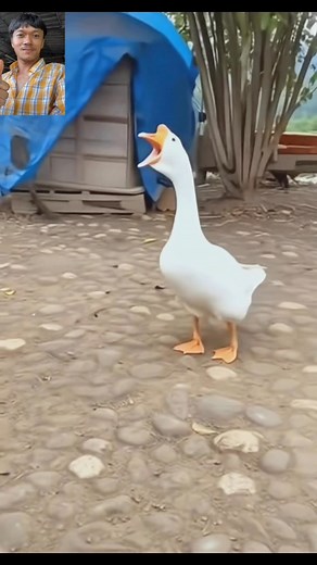 686K views · 10K reactions | The geese are attacking the dogs. #geese #reels #video #funny #dog | 100M | Facebook