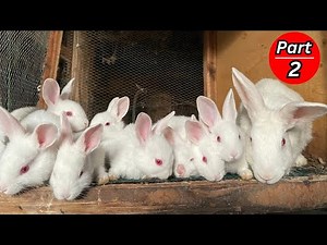 How to Raise healthy rabbits cheaply at home - manage young rabbits effectively