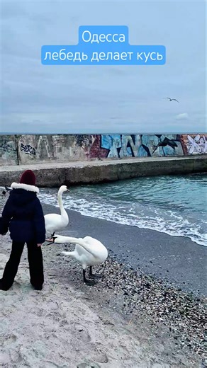 Одесса⚓️ . На Ланжероне тихо #odessa #ukraine #shorts #virulshorts #beach #sea #пляж