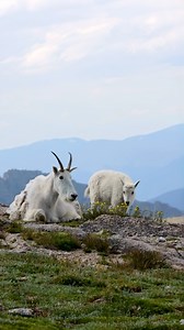 Special summertime moments in the high alpine 🏔️ #goat #cutebaby #babyanimals #cuteanimals #adorable #colorado #foryouシ #wildlife #mountaingoat | Colorado Wild Photography