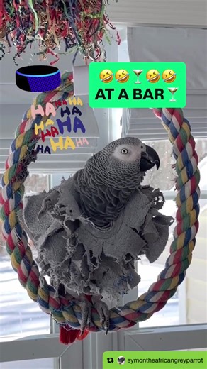 Symon and Alexa are having difficulties today🤣🍸Please Sub🦜📚#funnyparrot #crazylaugh #alexa #pets #symontheafricangreyparrot