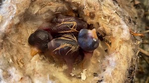 The hatchlings made it through the night. 💫🐣💫🐣💕 | Ventura Hummingbird Rescue