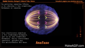 Mitosis: profase, prometafase, metafase, anafase y telofase on Make a GIF