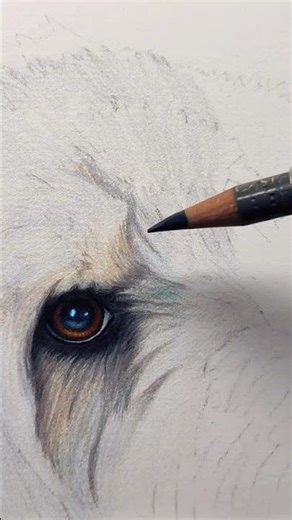 The start of a Cockapoo portrait, one hour in!