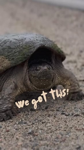 165 reactions · 17 shares |  Saving Turtles, One Fence at a Time! ️...