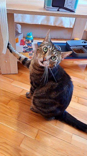 I still work out more than my hoomans LOL 😹💪 Do you guys work out too? 🐾 #liamtheeverydaycat #gymcat #catworkout #funnycats #workingout #hilariouscats #adorablecat #meowlife | Liam The Everyday Cat
