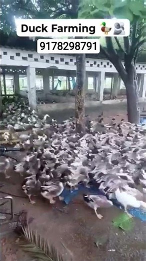 Male big size Ducks... 🦆🚛#birds#chicken#video#duck#farming#shortsvideo#viralvideo#duckfarming#eggs