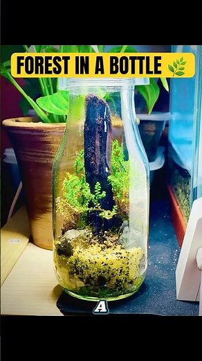 Mini Forest Terrarium Made from Waste Bottle 🌿
