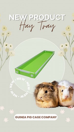 NEW Hay Tray! 👀 Perfect for managing food and hay mess in your guinea pig’s living area. Its low-lip design comfortably fits in any cage size with the option to add our chew-proof black or white edging to the top border. 🙌🏻 Available in 16 colors! Link in bio! ✨ #guineapigcagecompany #guineapigs #cage #guineapig #guineapiglover #guineapiggies #pet #pets #petlife #petlover #cccages #candccages #candccagesforguineapigs #cagesetup #guineapigcage #smallbusiness #piggies #guineapigsetup #guineapig