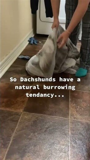 Is This The Smartest Dog Ever? Dog Plays Hide And Seek!