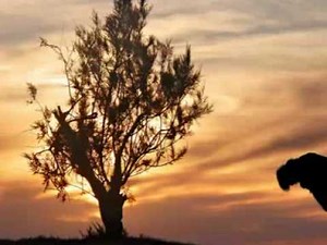 Μαλαμας Σωκράτης ~ Διάφανος