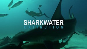 169K views · 451 reactions | From Rob Stewart, the award winning director of Sharkwater and Revolution, comes Sharkwater: Extinction. Premieres Fall 2018. Watch and share. . To see the full trailer, and for sneak peeks into the film, like & follow this page! . #Sharkwater #Sharkwaterentinction #RobStewart #SaveSharks #Sharks #teamsharkwater #finfree | Sharkwater | Facebook