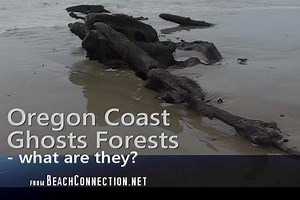 Video: #OregonCoast Ghost Forests - What are They? More at http://beachconnection.net/oregoncoastgeology. IMPORTANT NOTE: In recent years it's come to light the sudden quake / tsunami theory is NOT correct. The real origin story: https://www.beachconnection.net/news/neskowin_ghost_forest_origin.php. | Oregon Coast Beach Connection