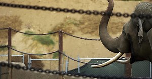 Animal rights activists rally outside of LA Zoo for release of elephant