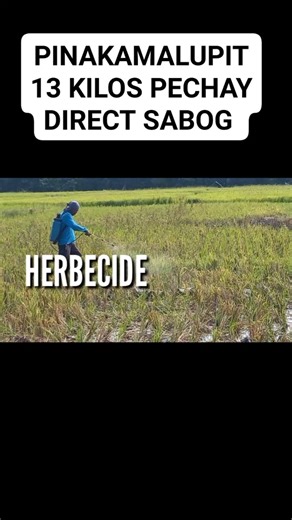 Pinaka Malupit na Paghasik ng Pechay