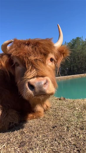 Adorable Highland Mini Cows on TikTok