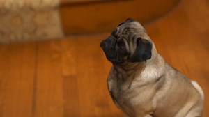 77K views · 1.4K reactions | Naughty dog got the newel post? Not a problem!  Tom Silva demonstrates how to restore a chewed newel post | This Old House | Facebook