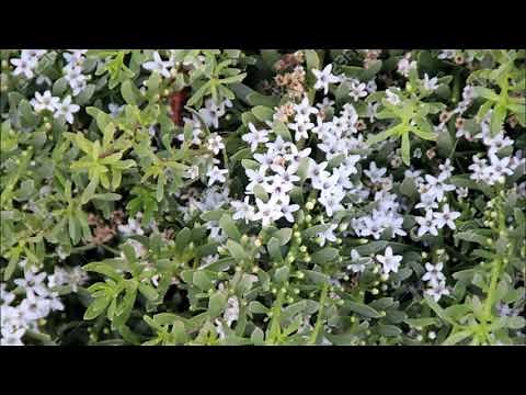 Myoporum Parvifolium