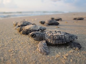 Hyères : 56 bébés tortues ont regagné la mer