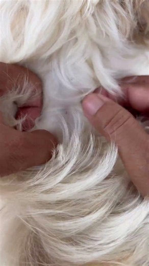 Another small one appeared. #puppy #dog #short