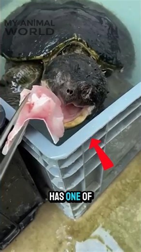 This Turtle Has a Bone-Crushing Bite 🐢😳 #alligatorsnappingturtle #shorts