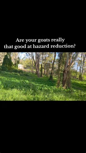 Alot of people question my herd's effectiveness the videos which I share on here would say otherwise. #goatsaustralia #goatscaping #ecograzing #holisticgrazingmanagement #firehazardreduction #centralcoastgoatsfirehazardreductionservices . | Central Coast Goats Fire Hazard Reduction Services
