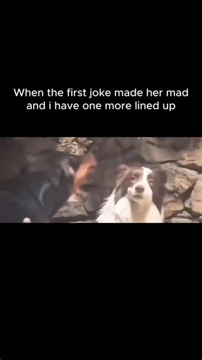 @get.me_laughing on Instagram: "Did you know these "Dog Sled" facts about the icons in this reel? 🛡️🎬 ​The "Buddies" Legacy: This scene comes from Snow Buddies (2008), a straight-to-DVD spin-off of the Air Bud franchise where five Golden Retriever puppies accidentally end up in Alaska and join a dog sled race. ​Famous Voice Cast: The puppies in this film are voiced by a "Main Character" lineup including Dylan Sprouse (as Shasta), Skyler Gisondo, and Molly Shannon. ​The "Shasta" Origin: The Sib