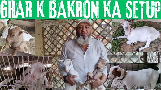 15K views · 434 reactions | GHAR K BAKRON KA SETUP ❤️❤️ ADNAN BECAUSE || NEW VIDEO | Adnan Because | Facebook