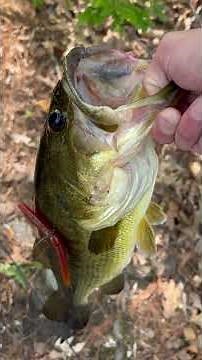 Catching Prespawn Bass in Shallow Water (Sight Fishing Beds with a Texas and Wacky Rig Senko)
