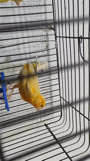 تفرج وصل عنبي ماشاء الله