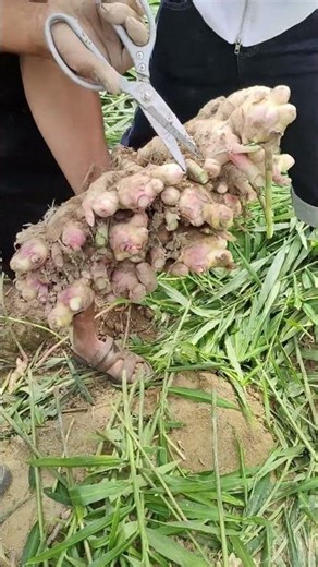 The process of cleaning ginger stems. #shorts