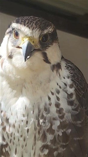 LUGGER FALCON CLOSE-UP & SOUNDS!