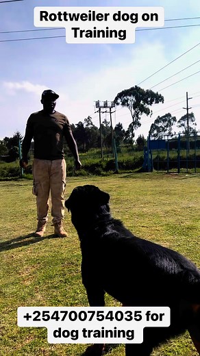 Rottweiler dog is one of the most trainable dog breeds #rottweilersofinstagram | Baxton DOG Training Academy