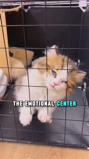 Why Does It Sound Cute?