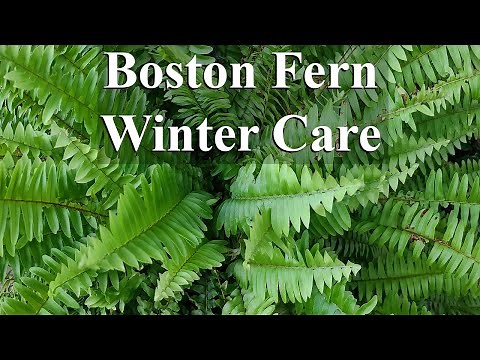 How care for a Boston Fern over the winter.