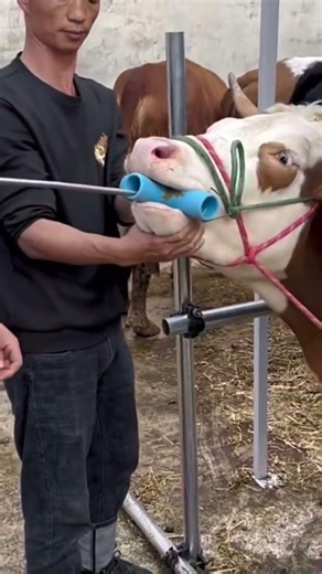 Strong Magnetic Livestock Mouth Opener & Metal Retriever Tool 🐄🔧DairyFarm #FarmingTools