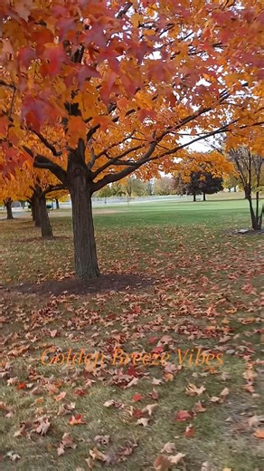 Calm in the Heart of Fall! The season is changing beautifully — soft sunlight, dancing branches, and leaves drifting in the wind. A calm moment captured in the middle of fall’s gentle magic. #fallvibes #autumn2025 #naturelover💚 | Zafar Iqbal