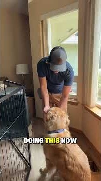 introduce a muzzle to a dog