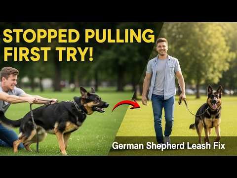 This is how to stop your German Shepherd from pulling on the leash the first time!