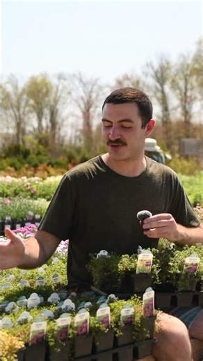 Skip the Mulch! - Plant these Groundcovers!